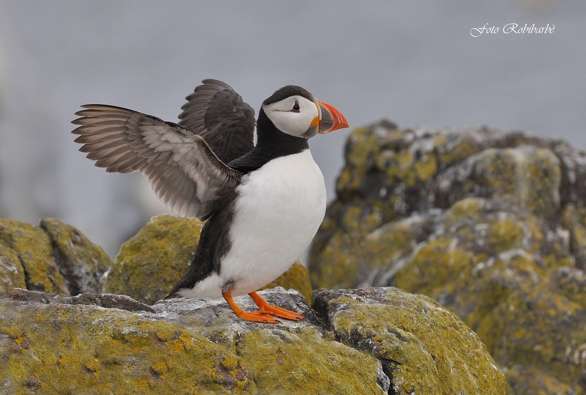 Pulcinella di mare....