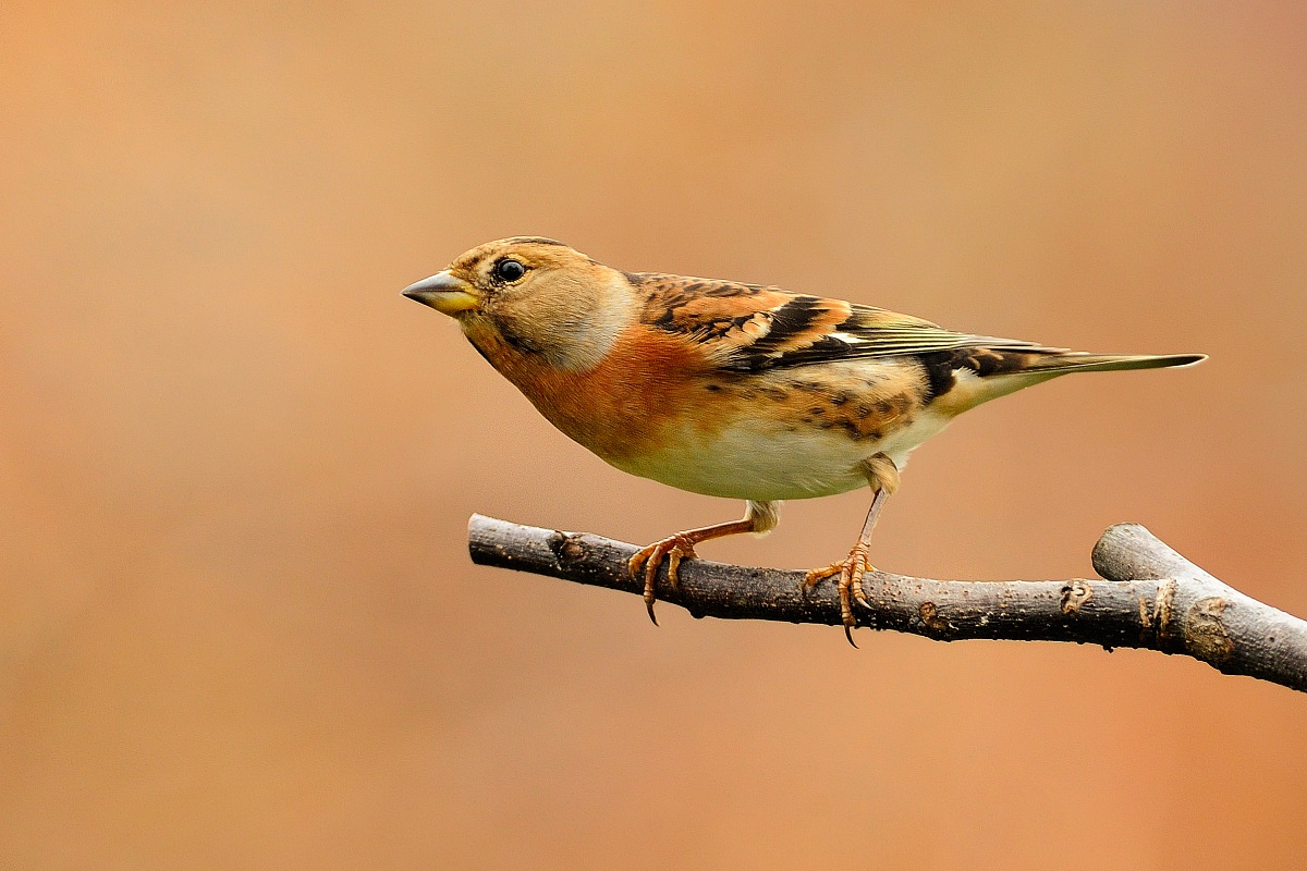 Brambling
