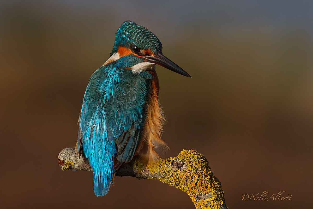 Martin pescatore  prossimo al tramonto