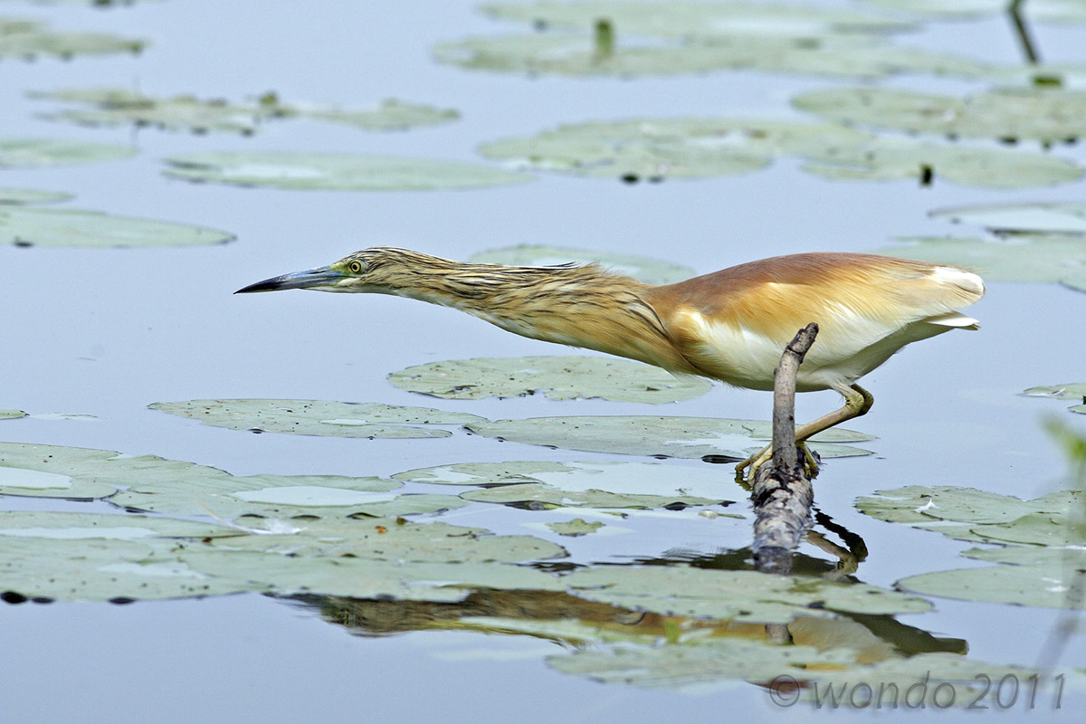 Ardeola ralloides (Squacco) 1