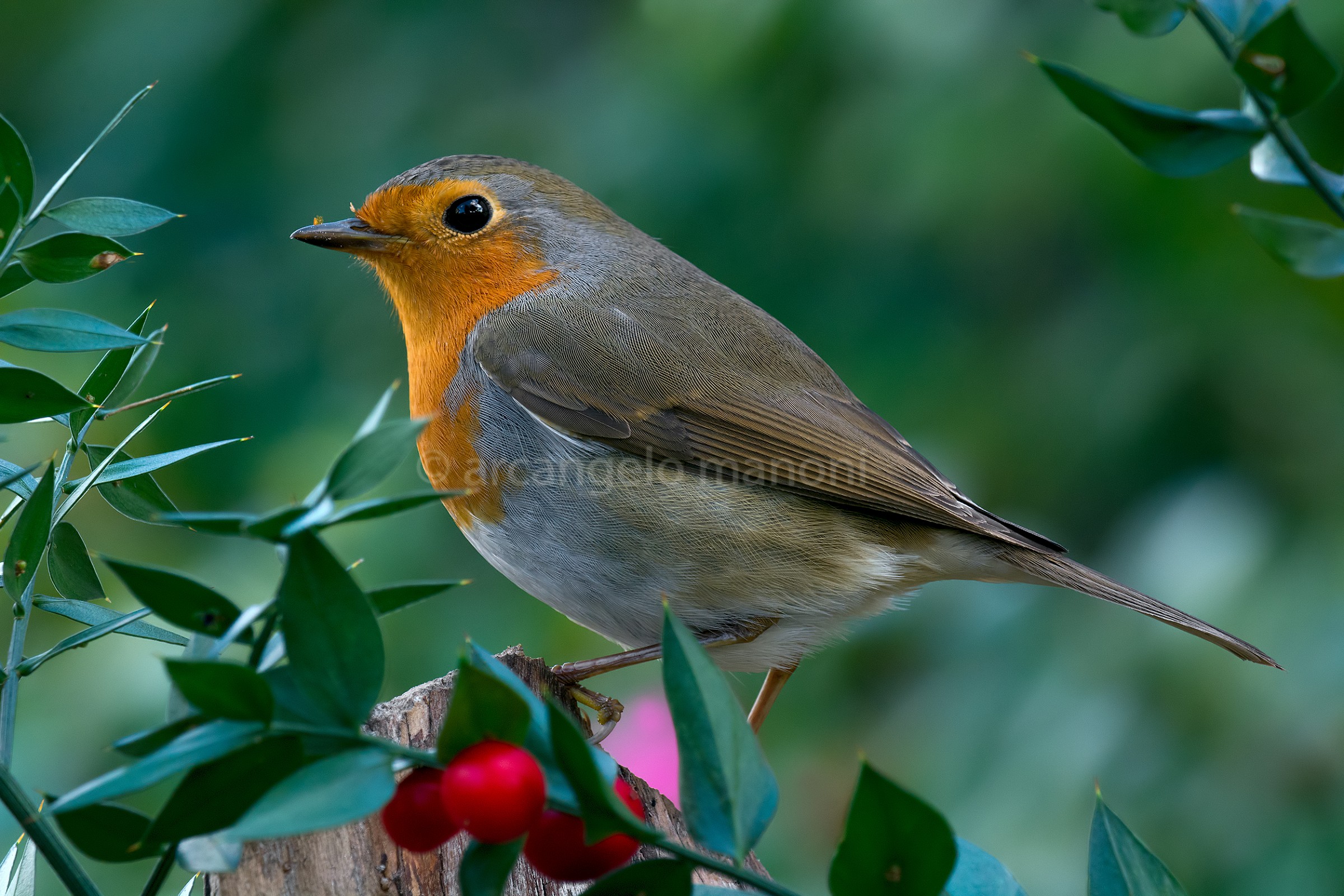 A robin at Christmas