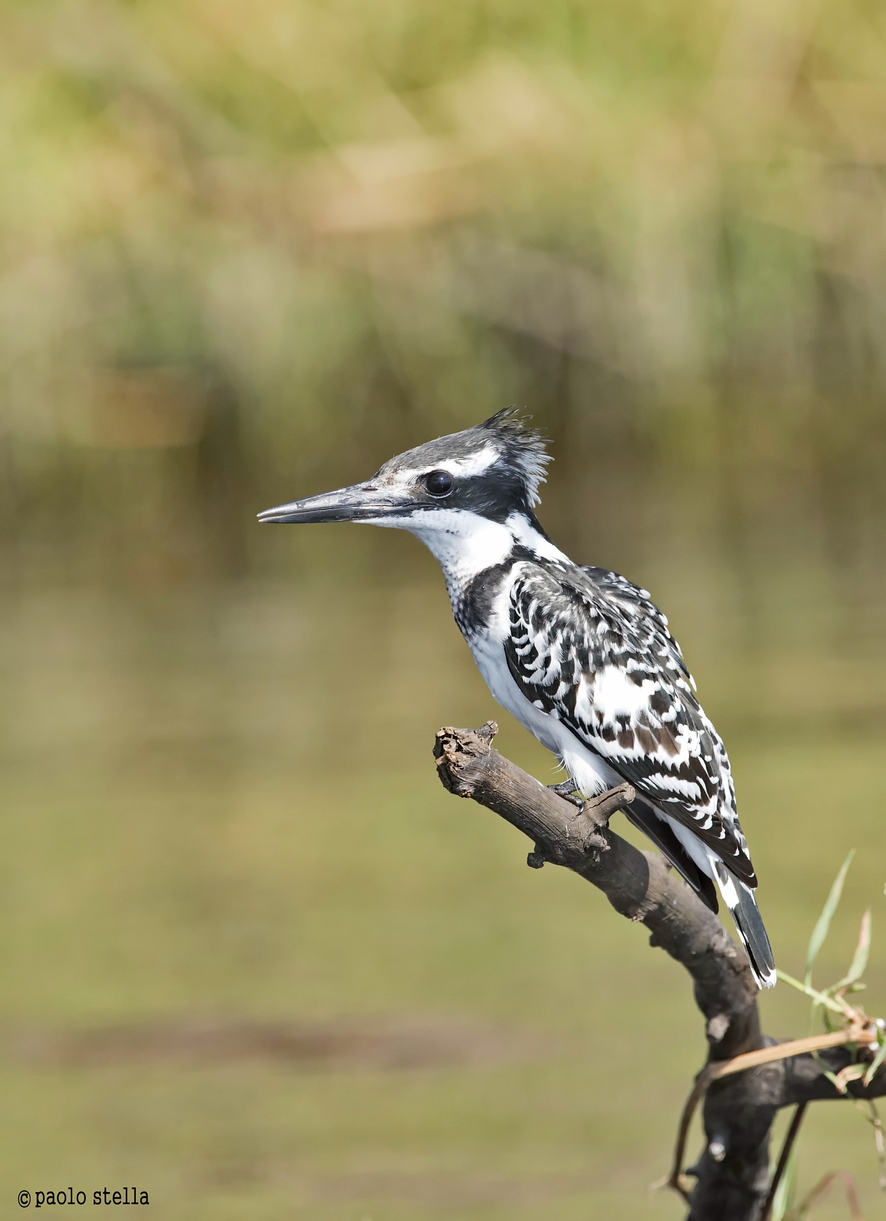 Pied Kingfisher (Ceryle rudis) - 6