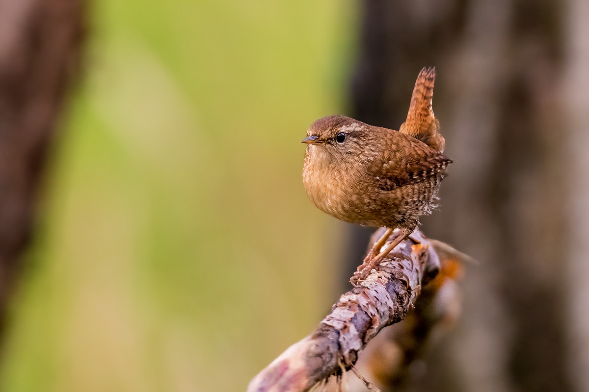 Wren