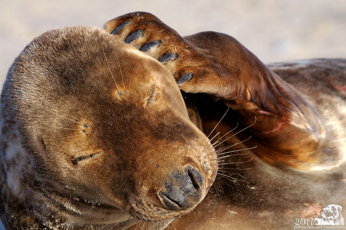 Model posing :-))) (gray seal)