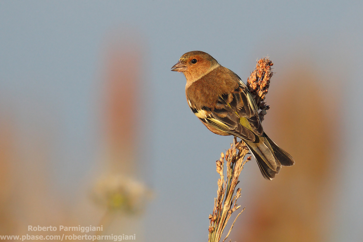 Tramonto nel campo di sorgo