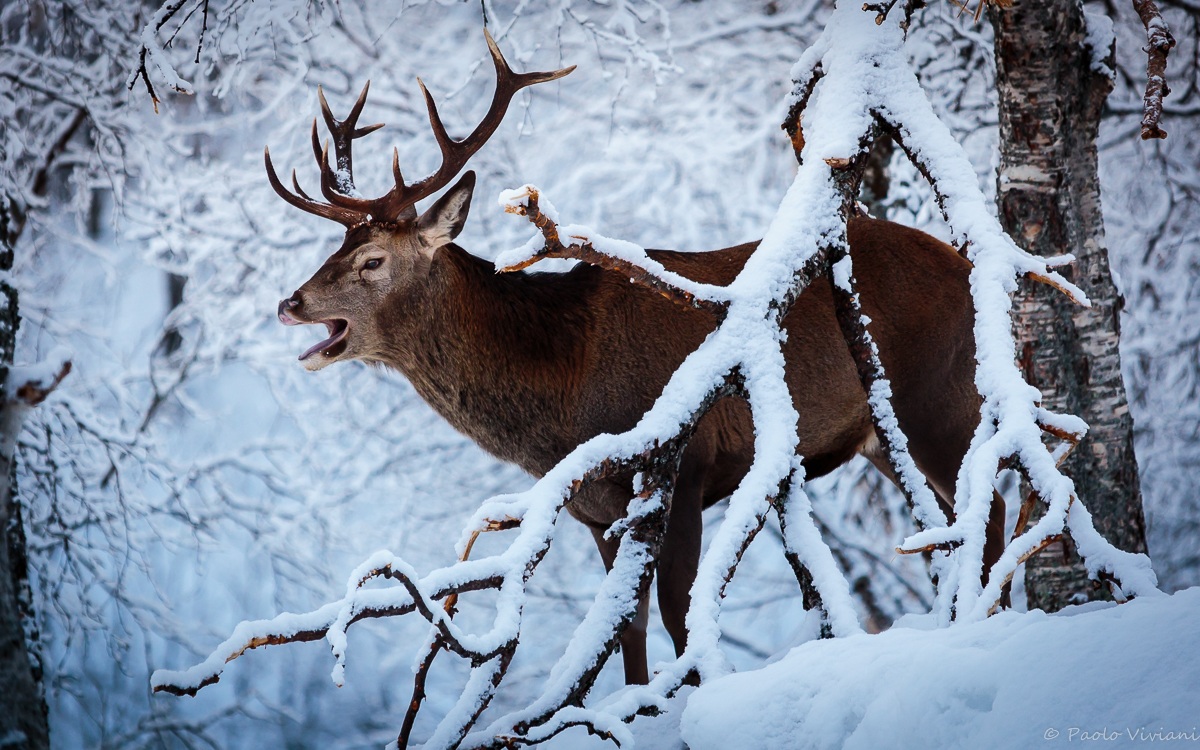 Bellowing in the woods