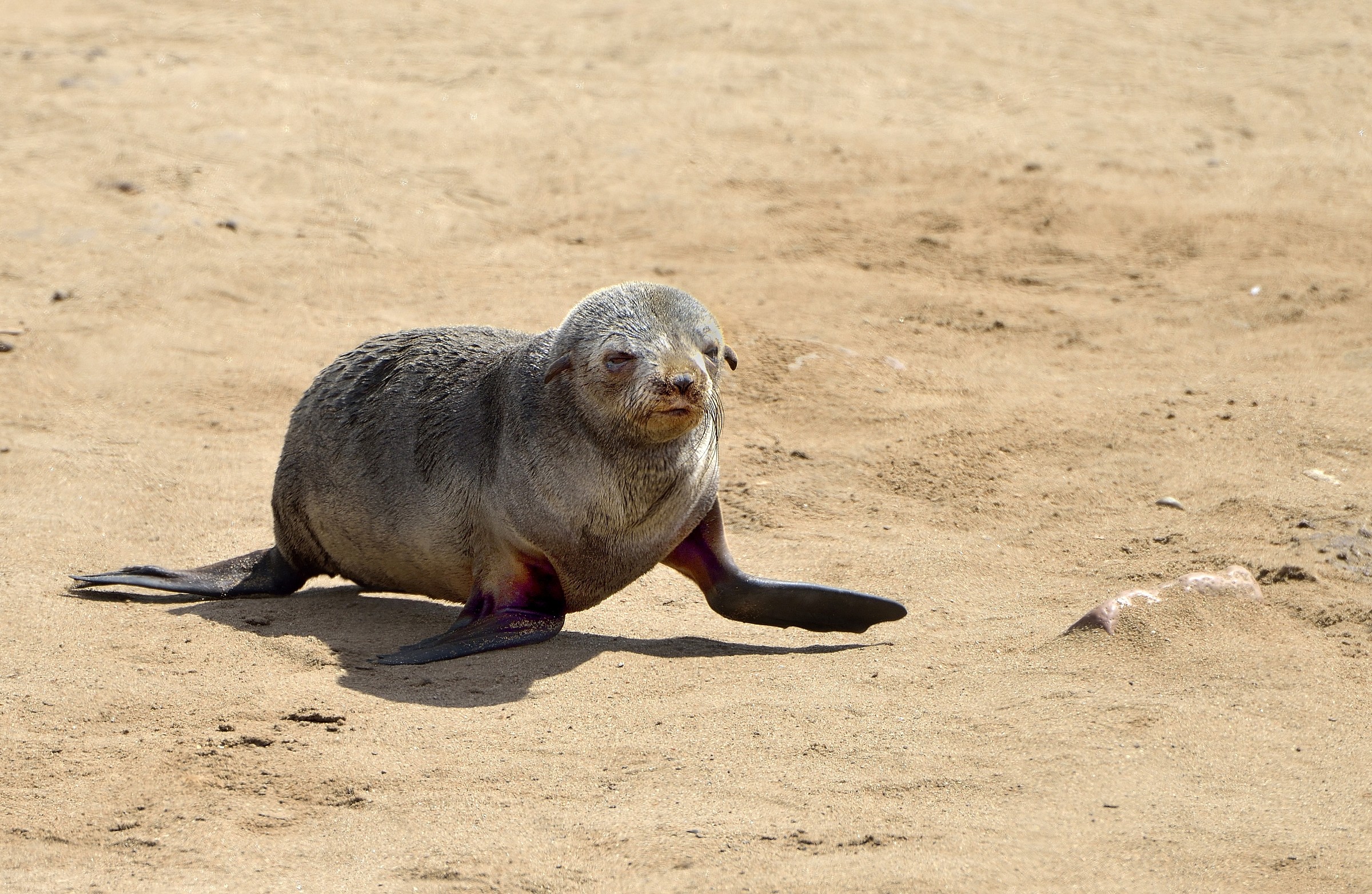 Skeleton Coast - Colonia di Otarie