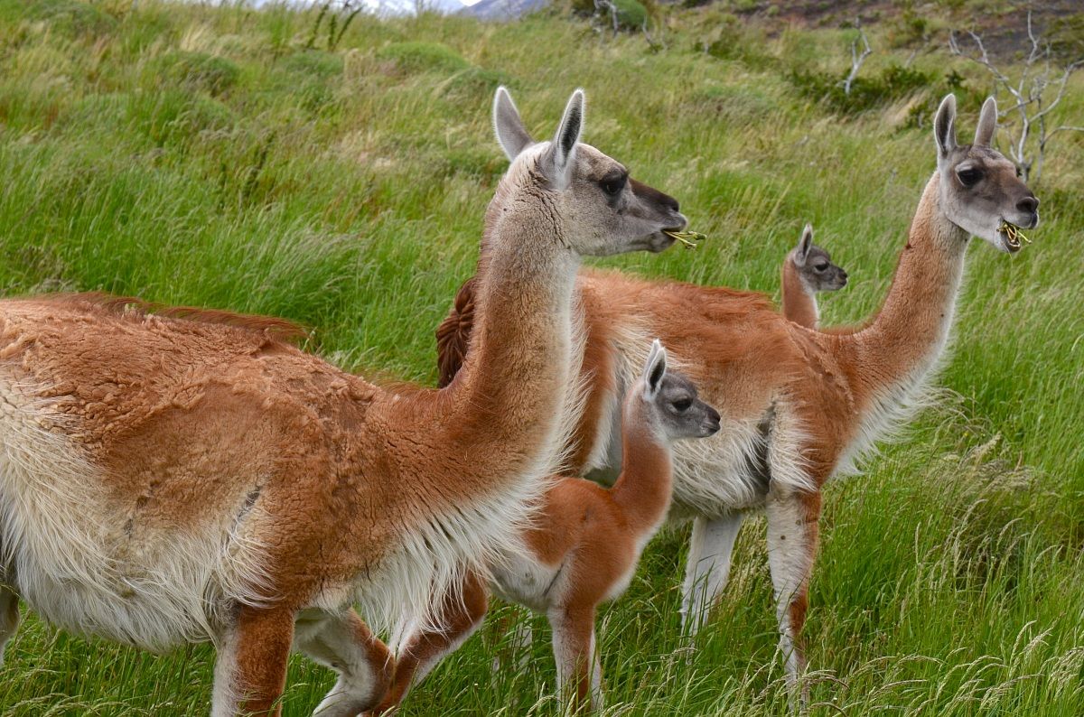 Little family Patagonian
