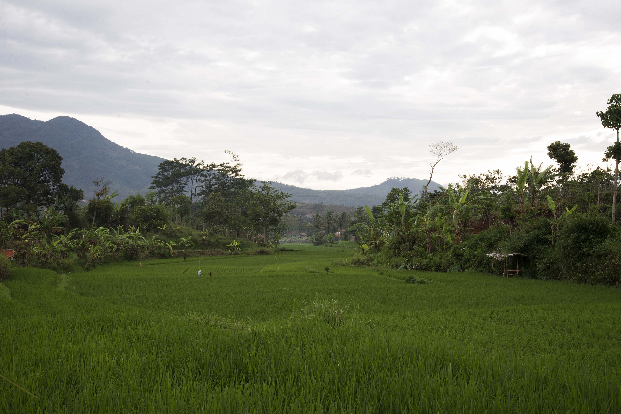 The nerow rice field