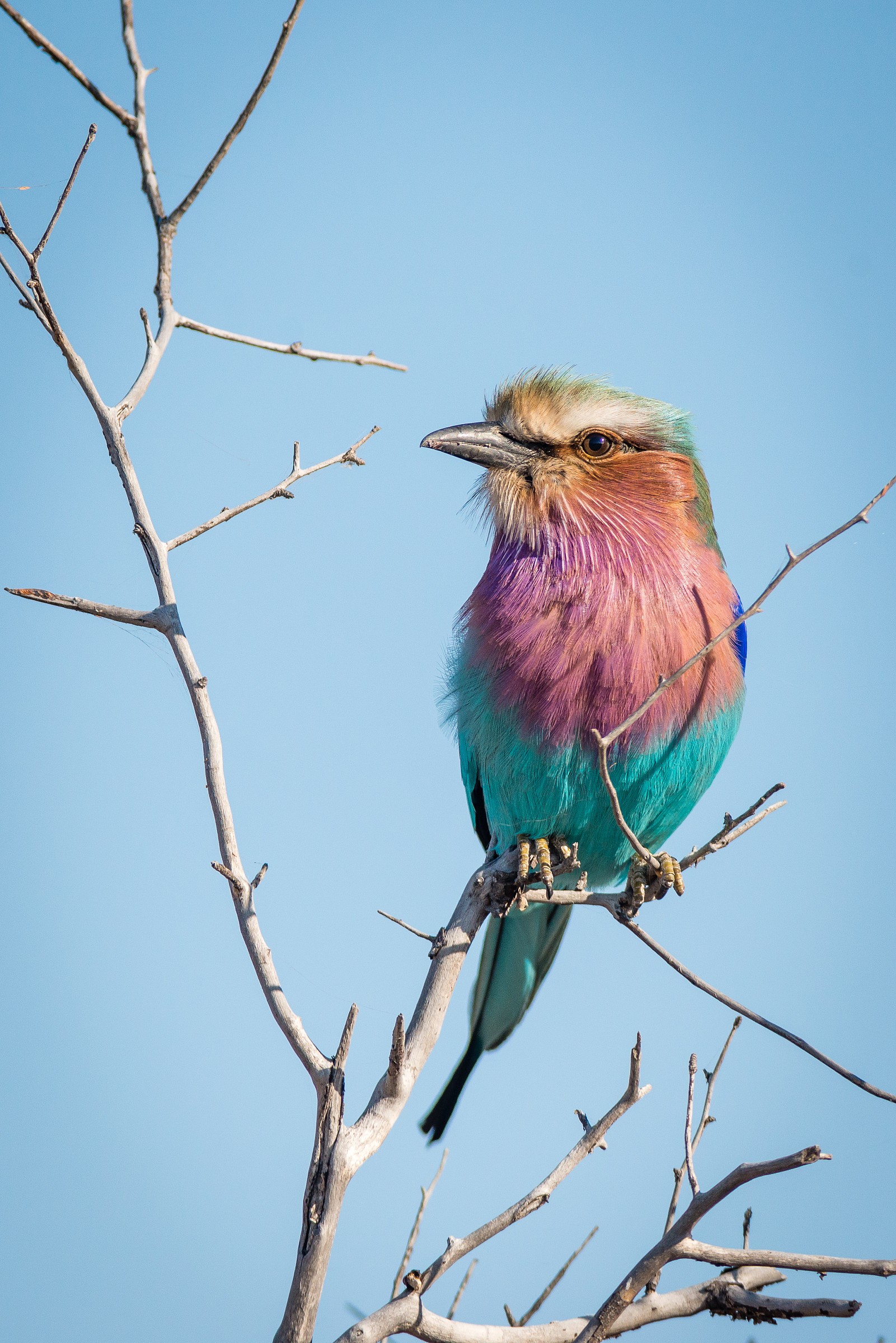Jay Lilac-breasted Roller (Coracias caudatus)