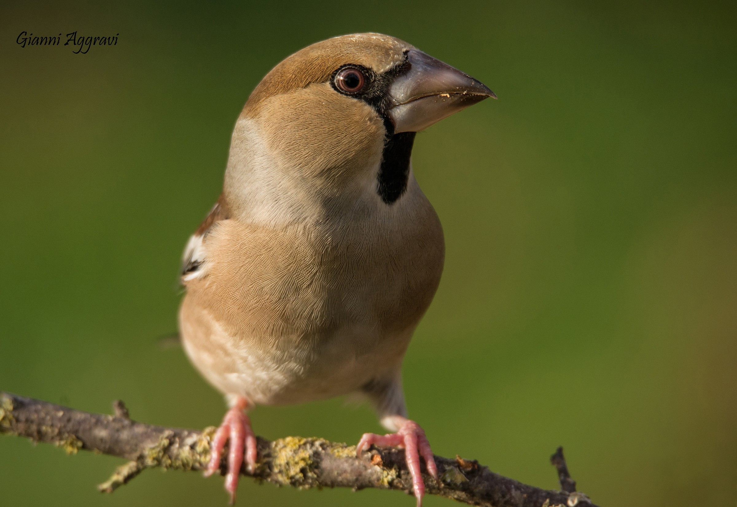 Grosbeak (female)
