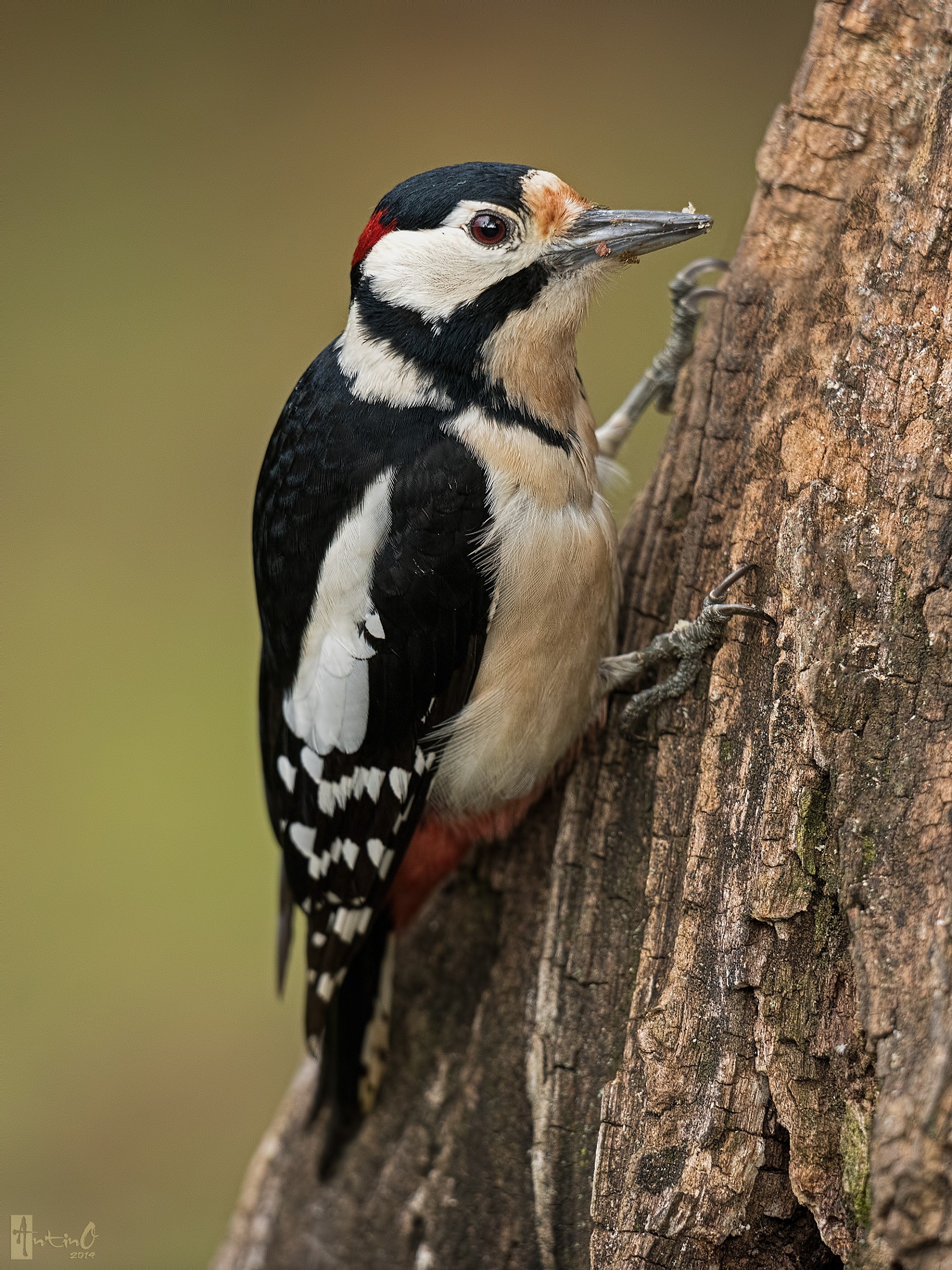 Picchio rosso maggiore