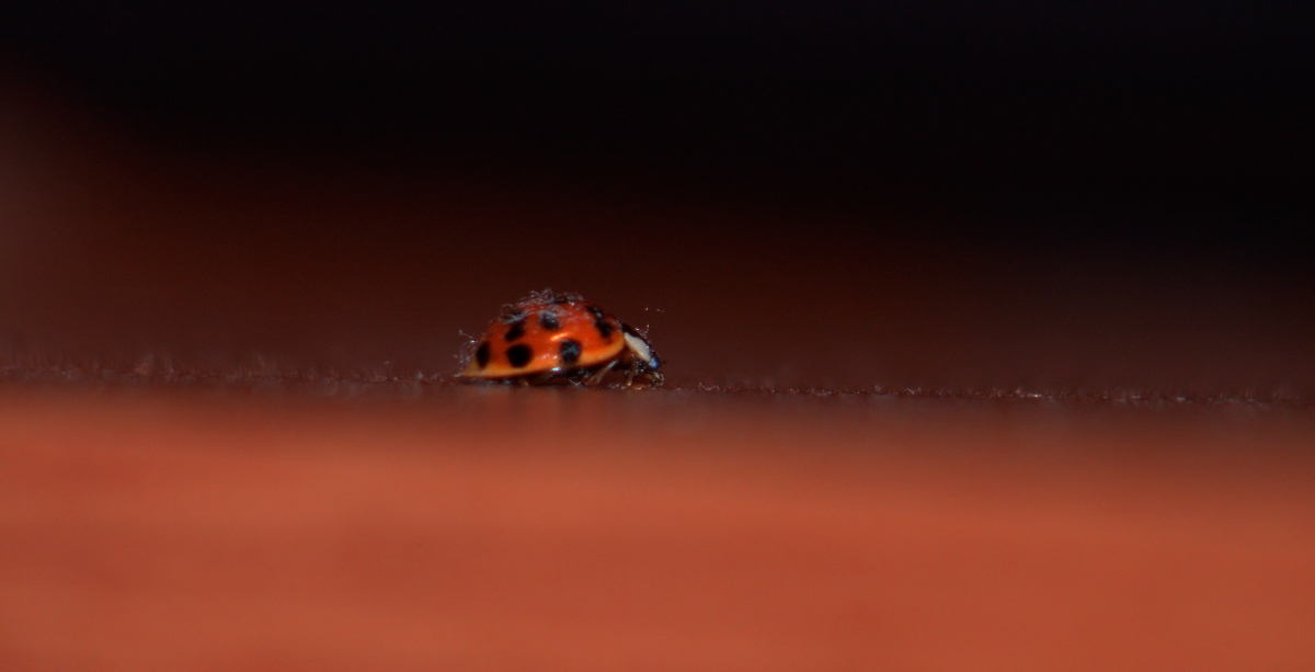 ROAD OF THE LADYBIRD