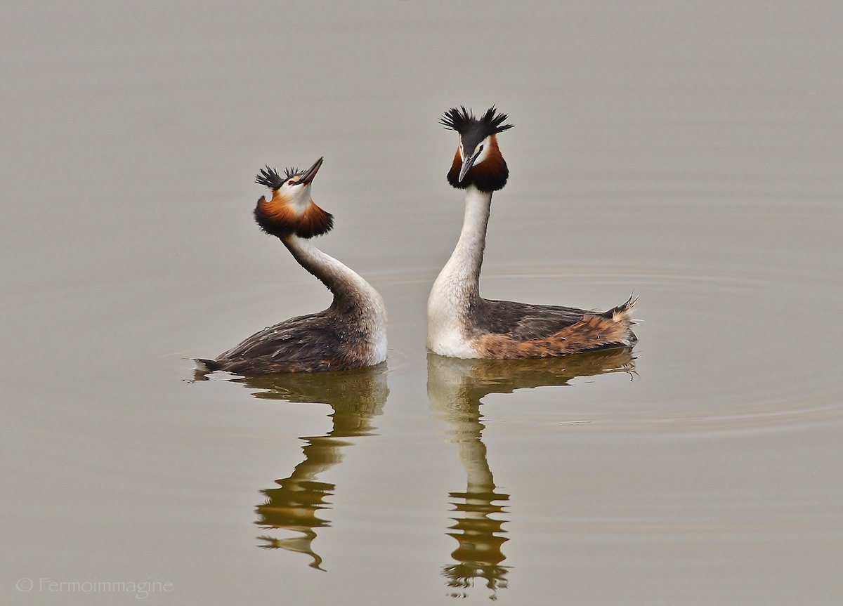La danza di corteggiamento