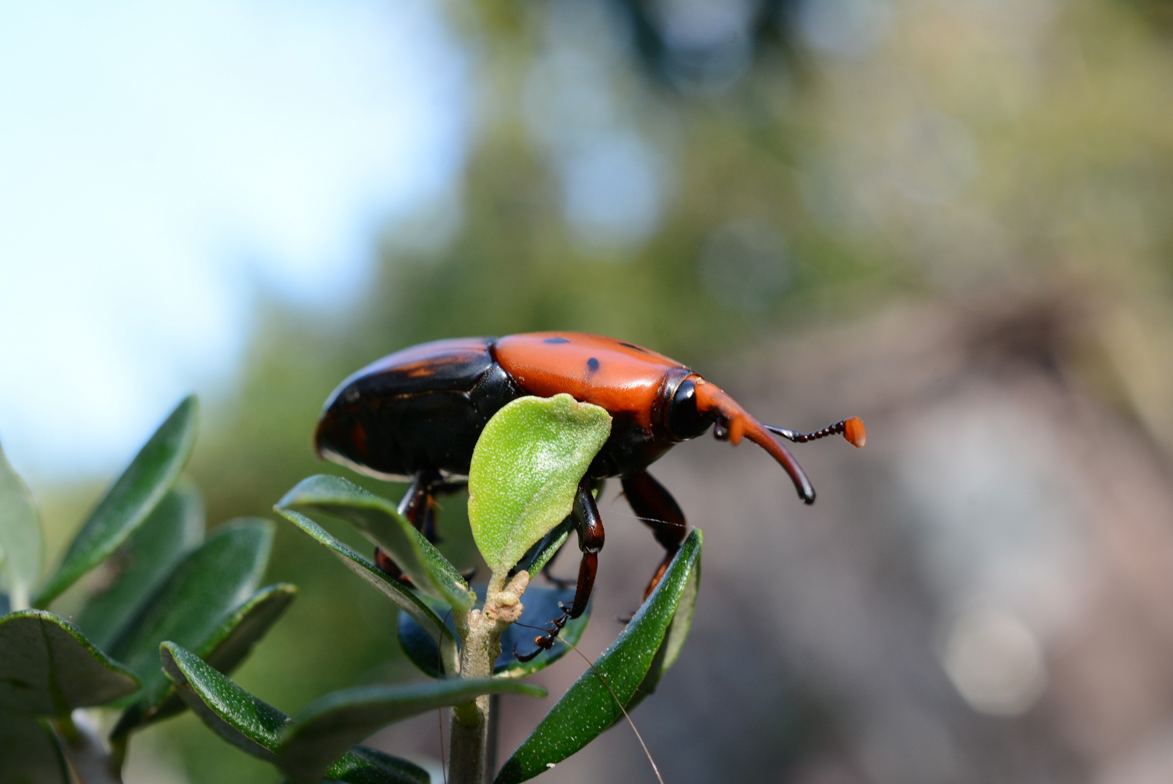 Red Palm Weevil