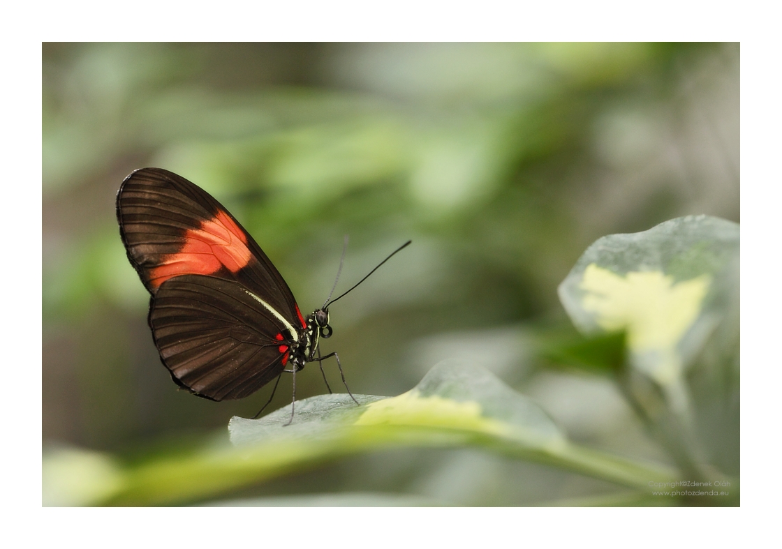Red Passion Flower Butterfly