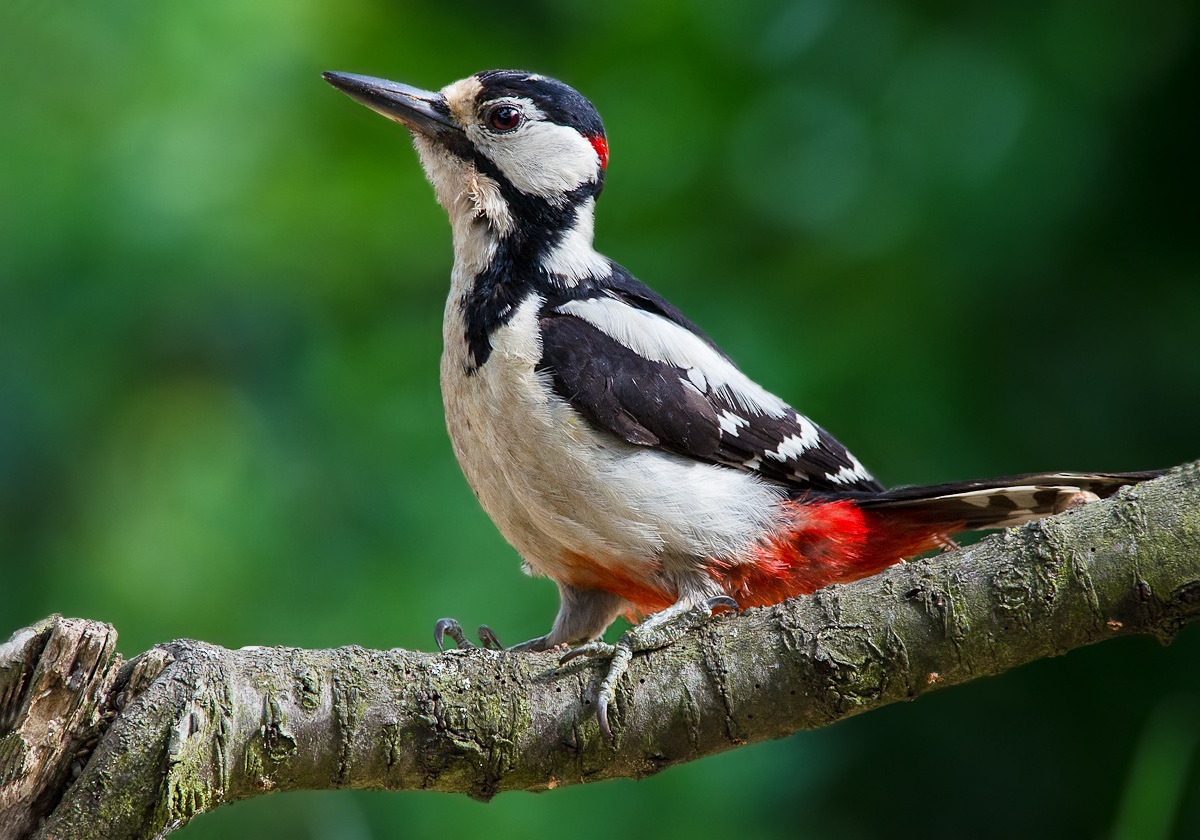 Picchio rosso maggiore