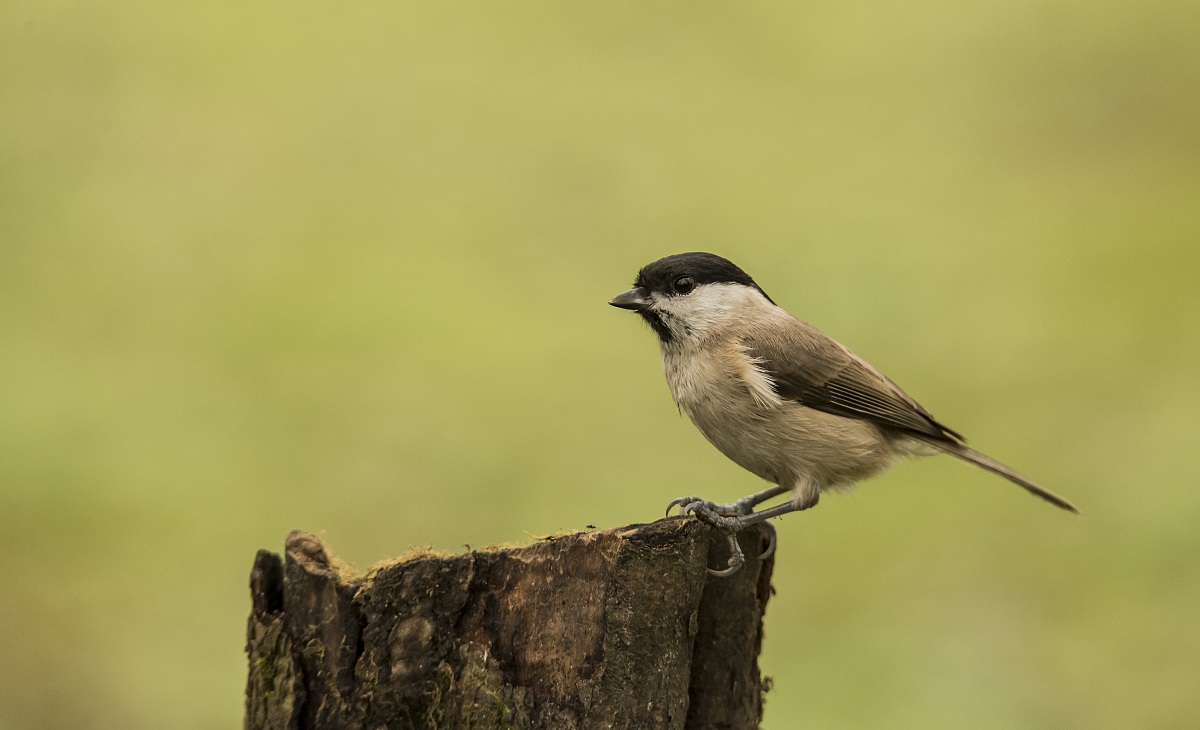 posatoio nuovo prove