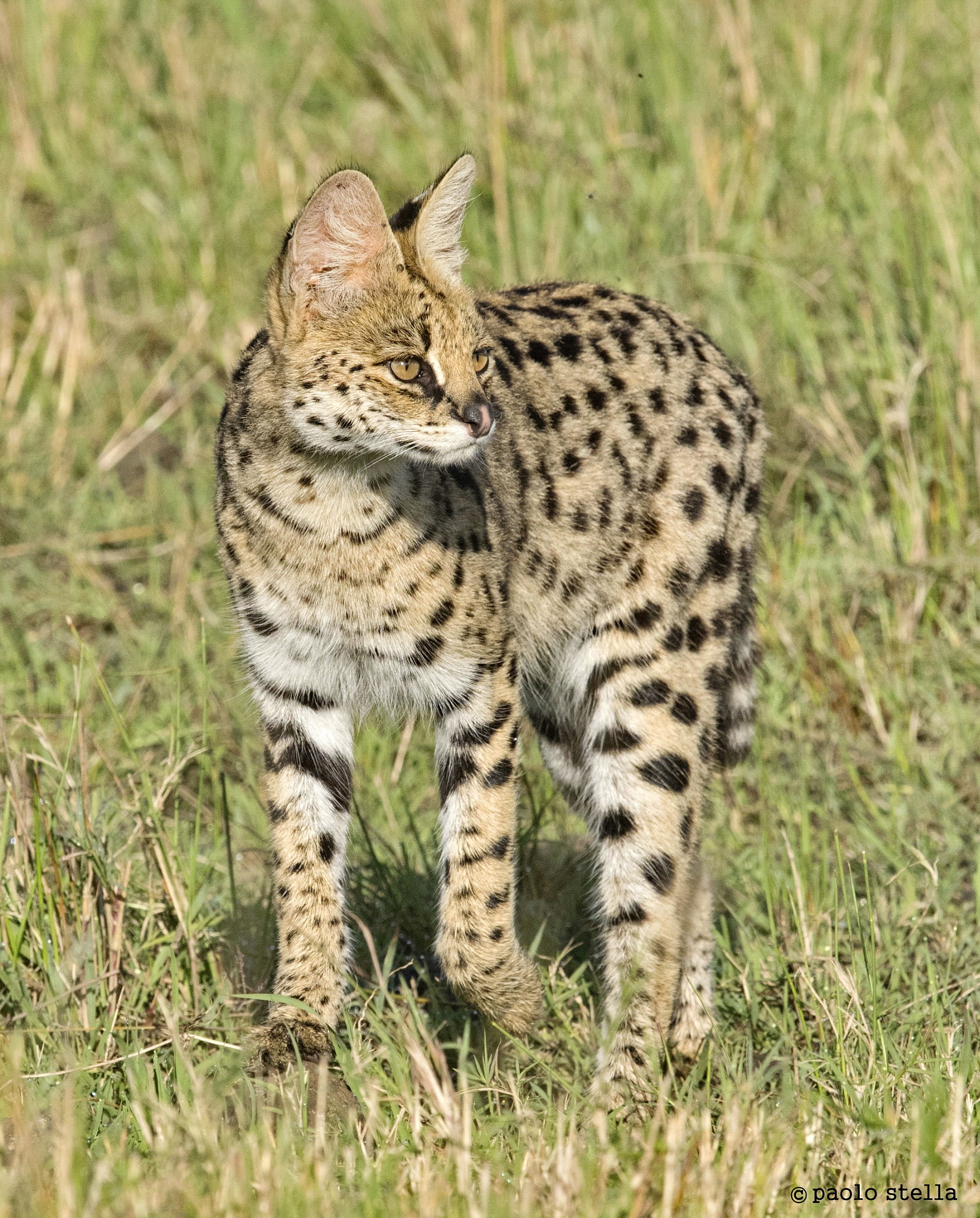 Serval - 4