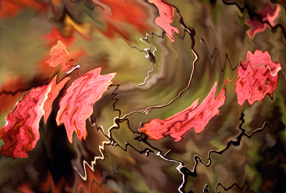 vine leaves in autumn