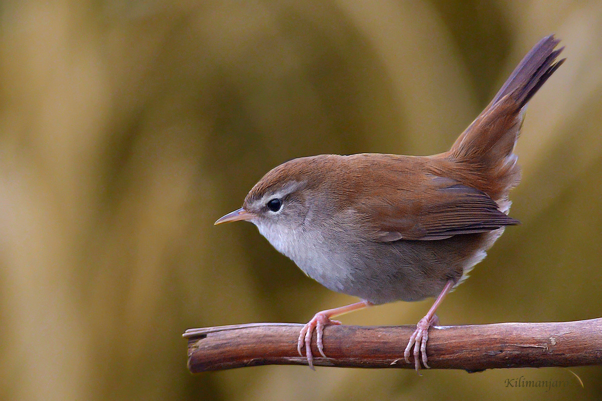 Cetti's Warbler