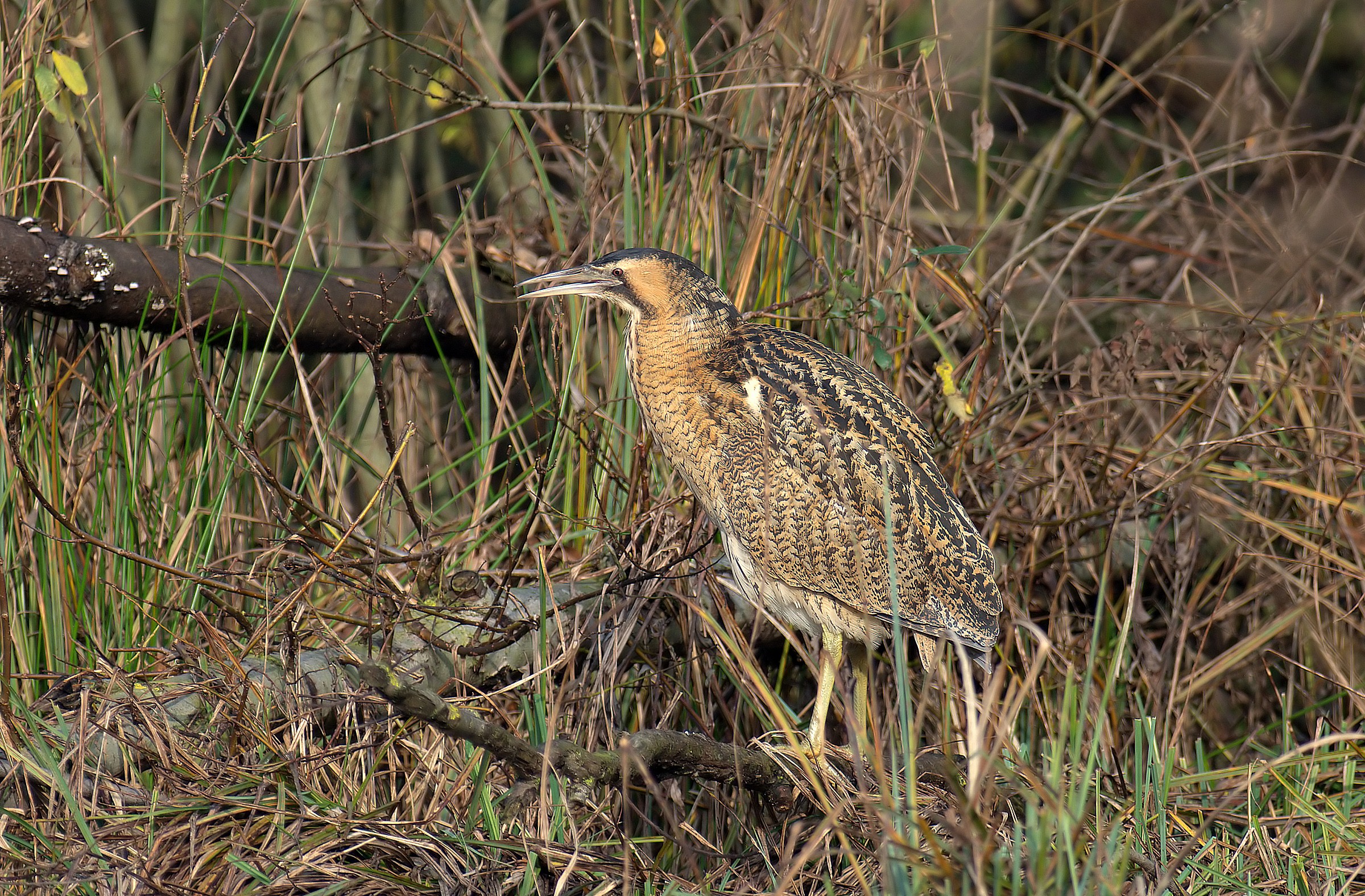 bittern