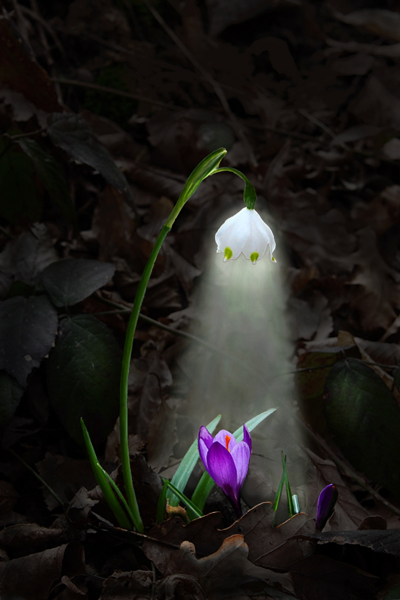 La Natura che ispira la Fantasia...