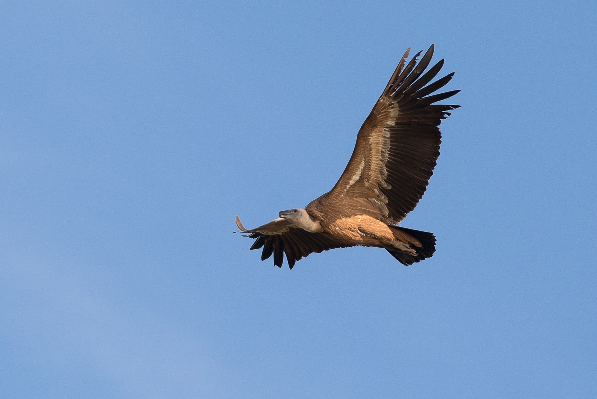 Griffon vulture