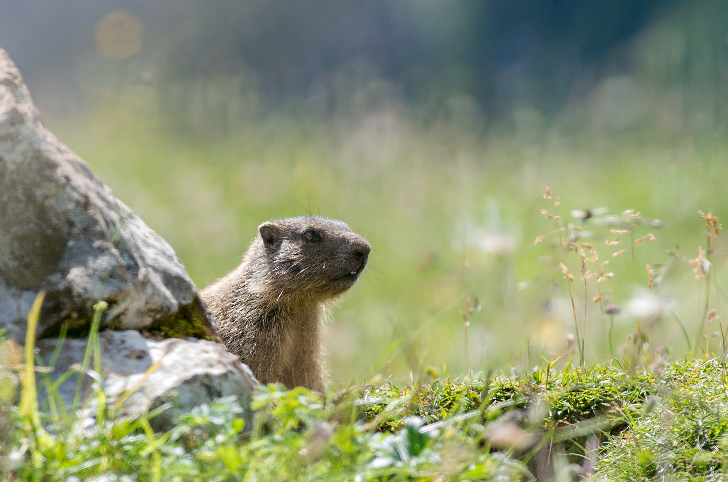 Marmot