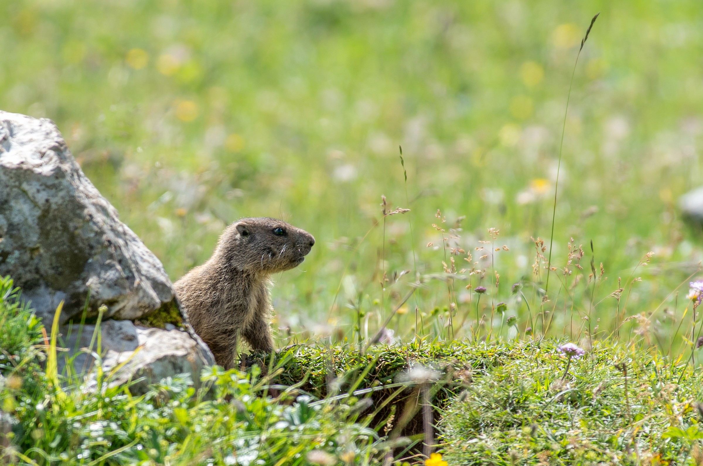 Marmot