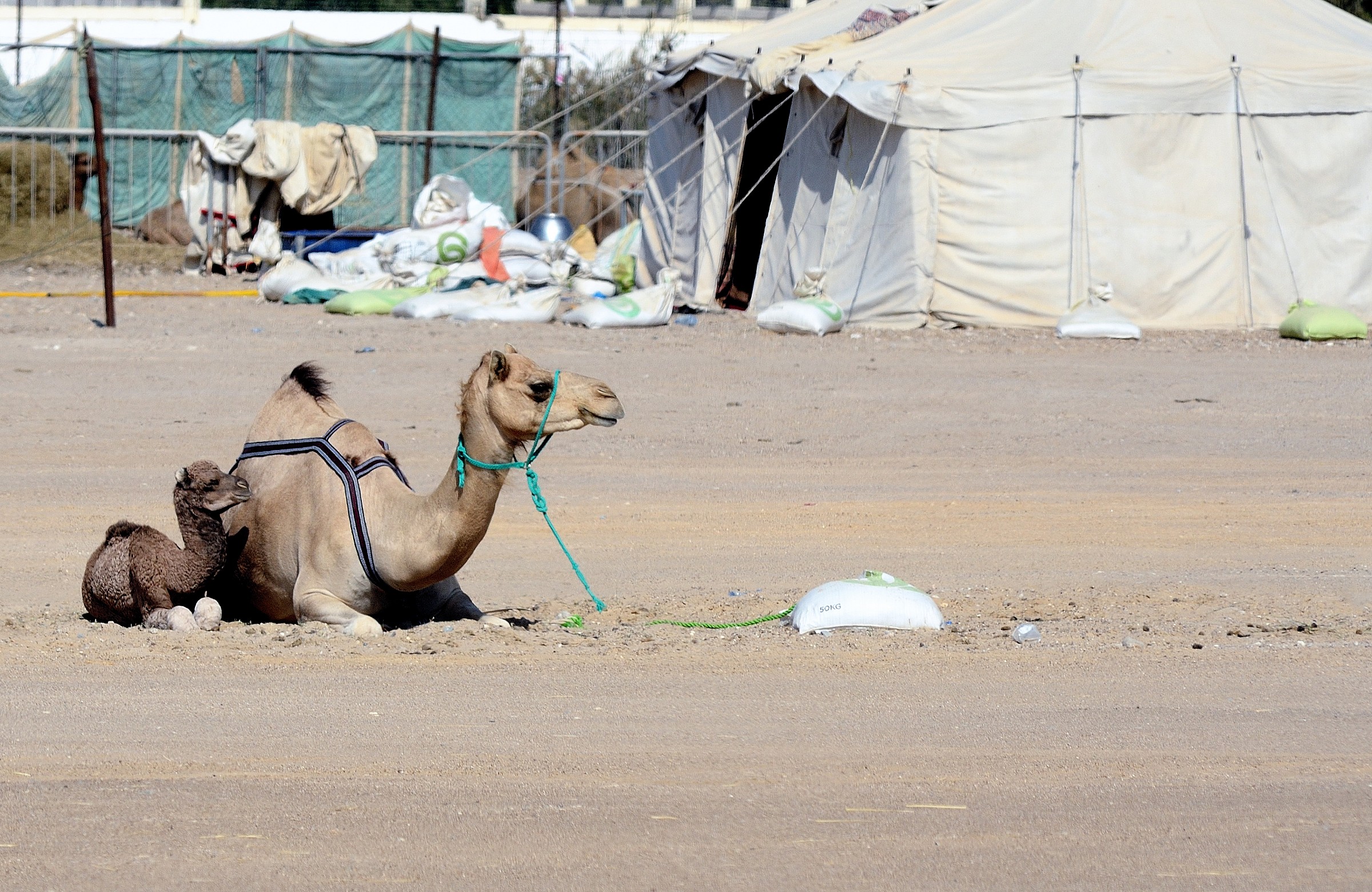 Mercato dei dromedari