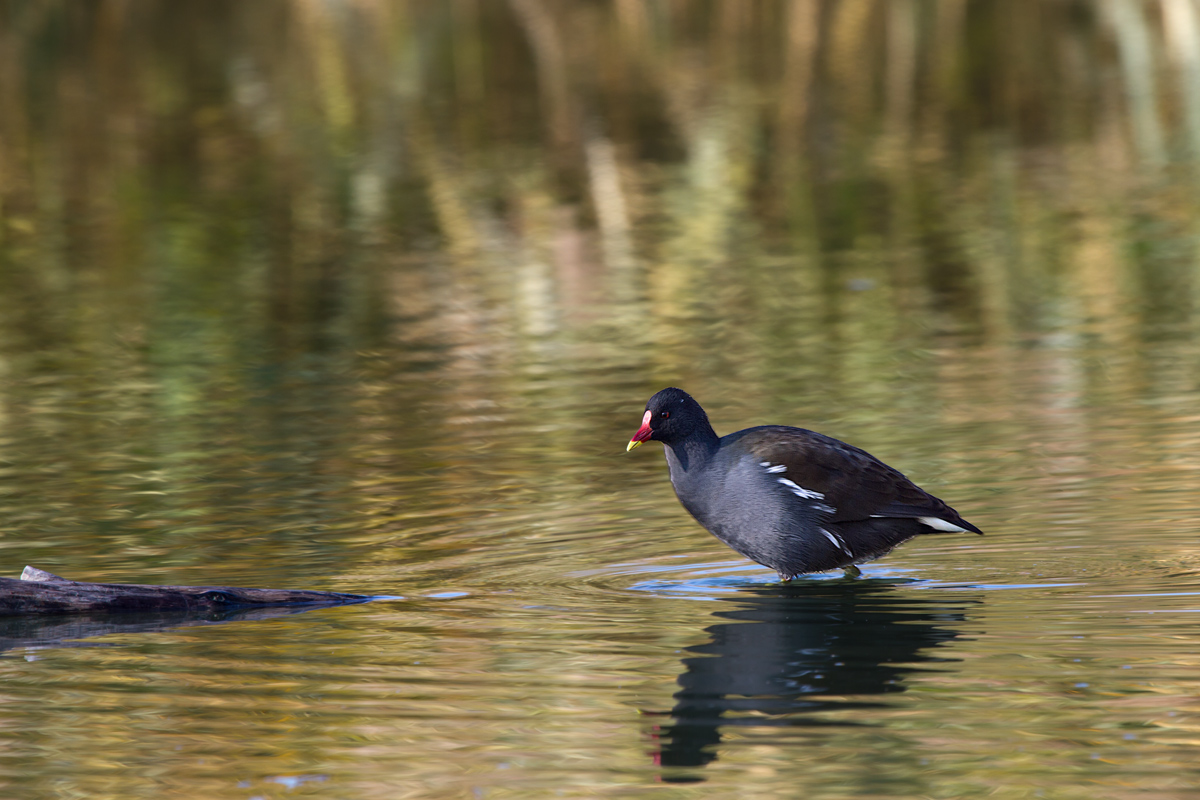 Gallinella d'acqua