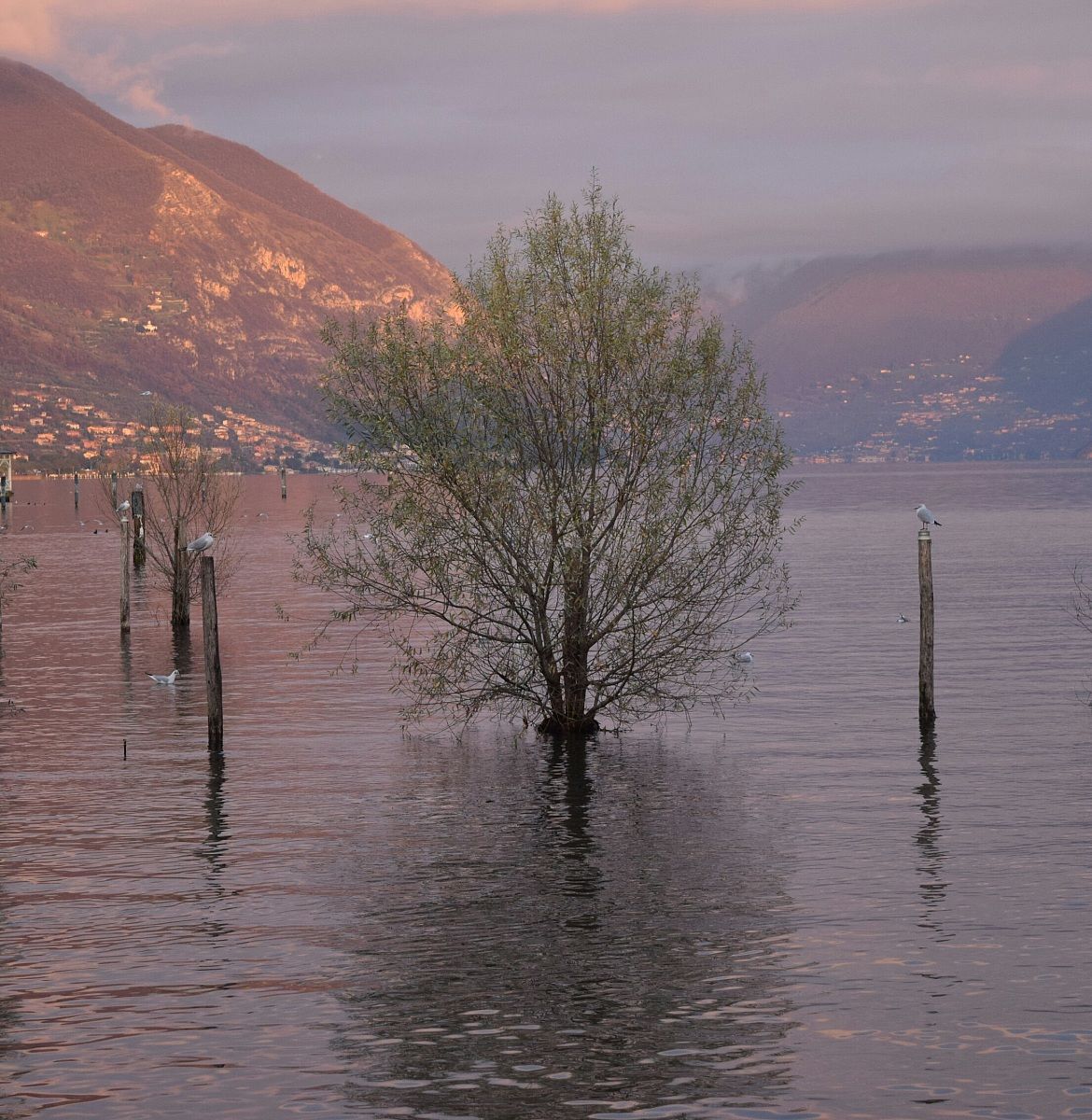 albero nel lago al tramonto