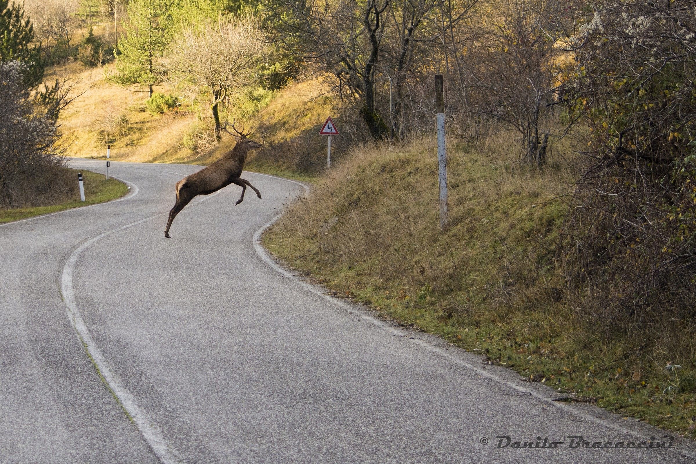 Shooting on the fly ....