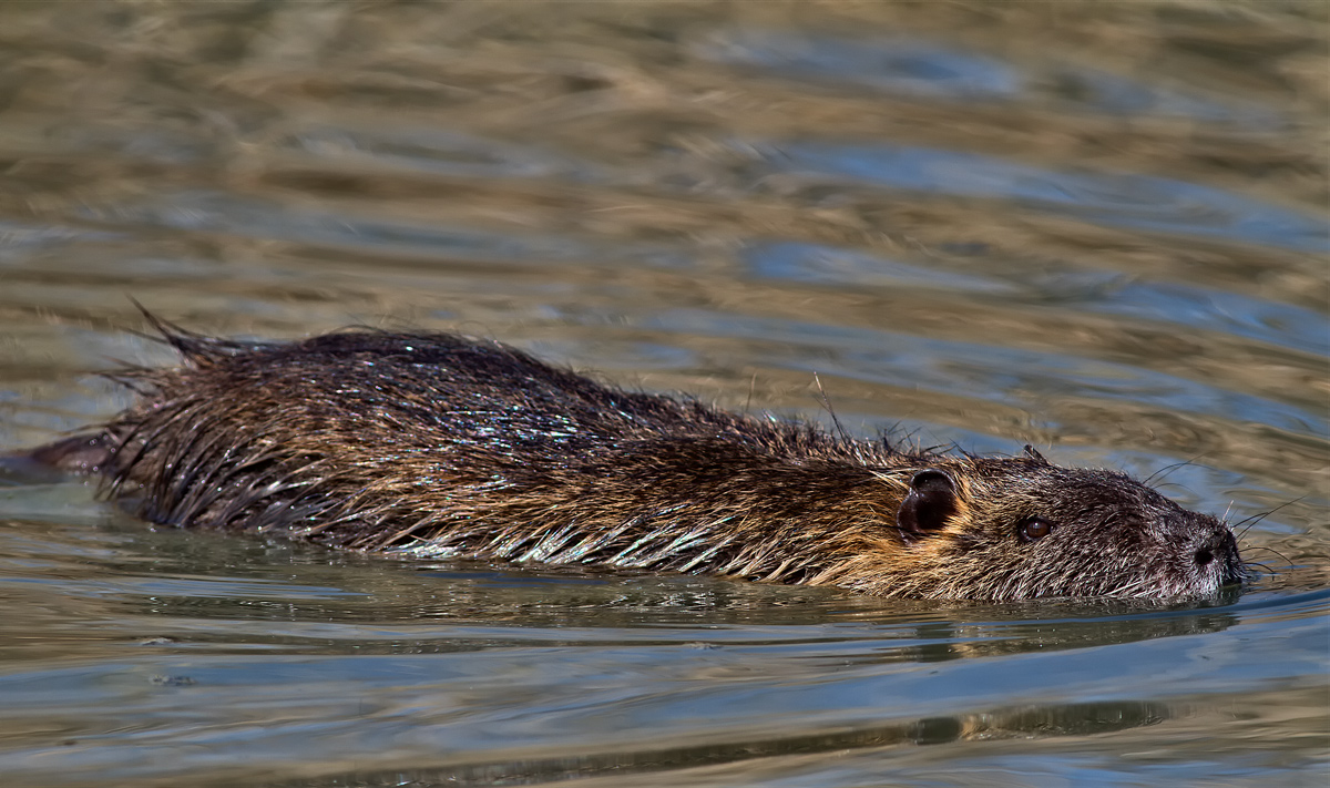 Nutria