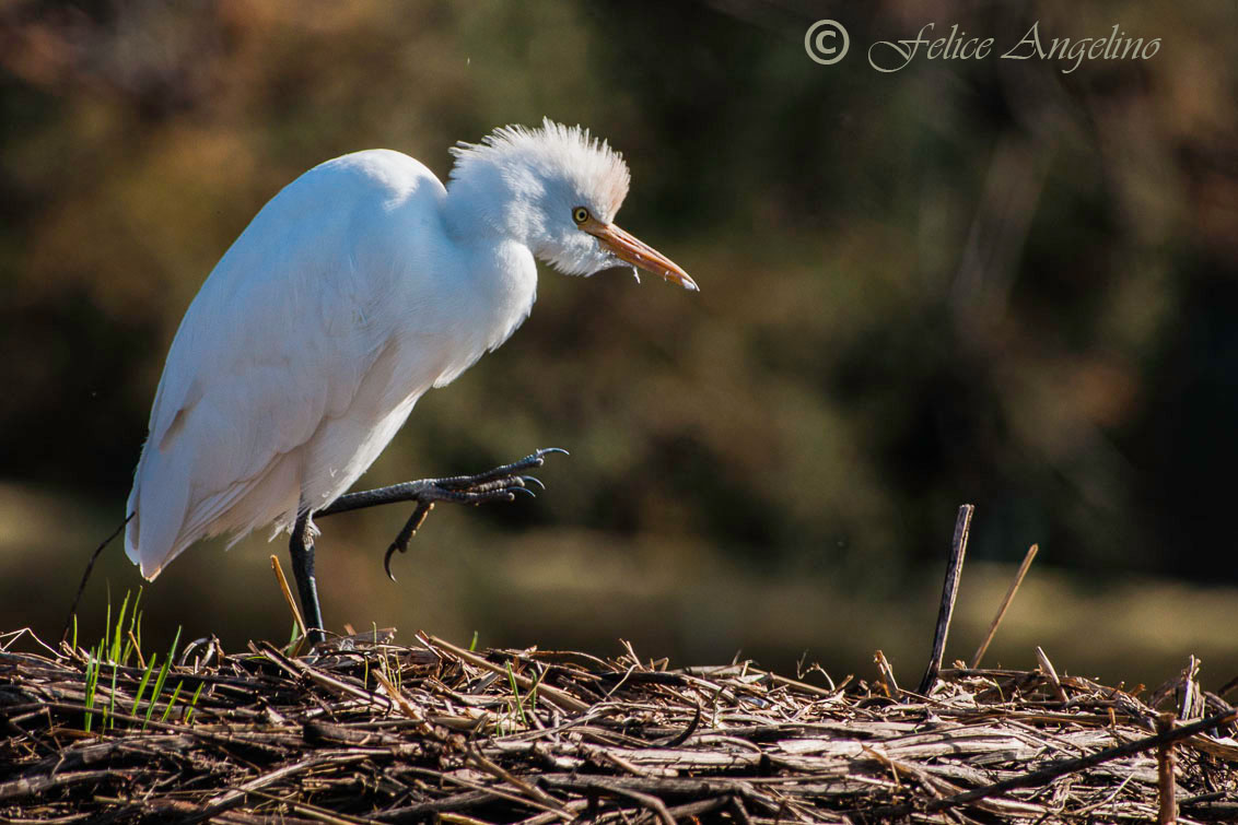 Heron Egret