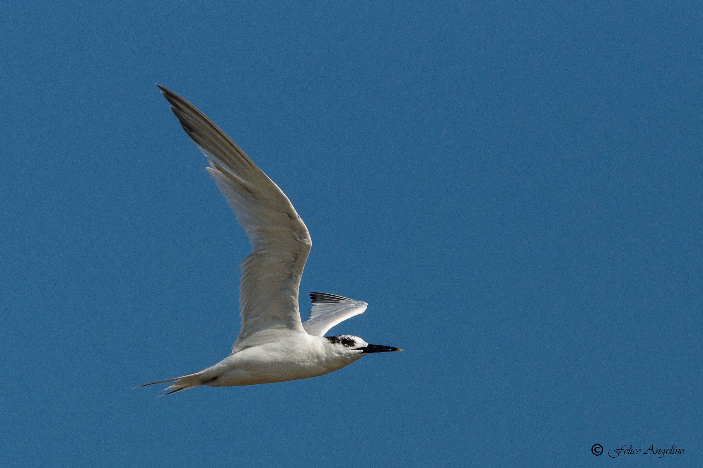 Sandwich Tern