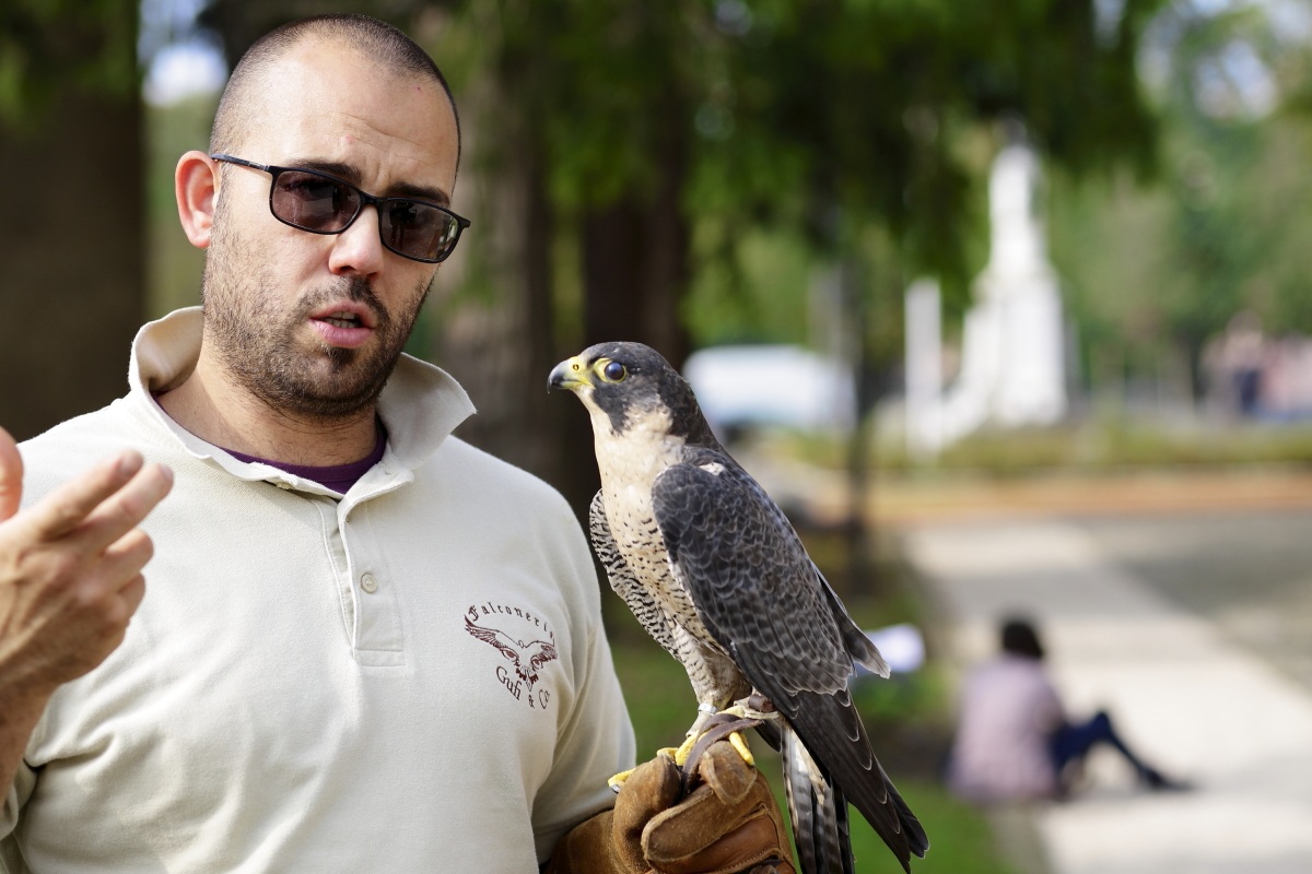 Falconer with buzzards American.