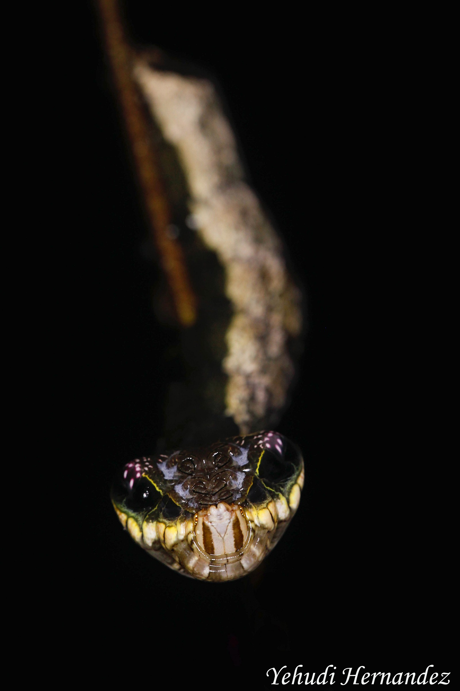 Hawkmoth Caterpillar