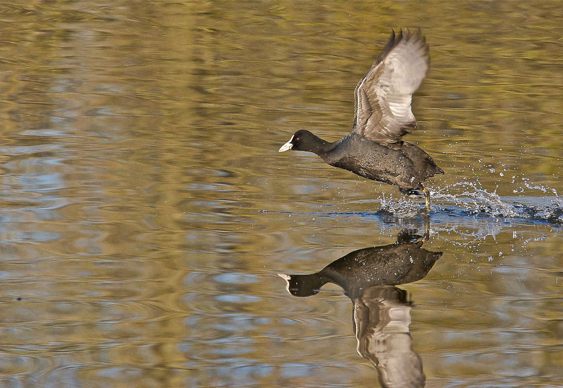 Ready ..., viaaa ....