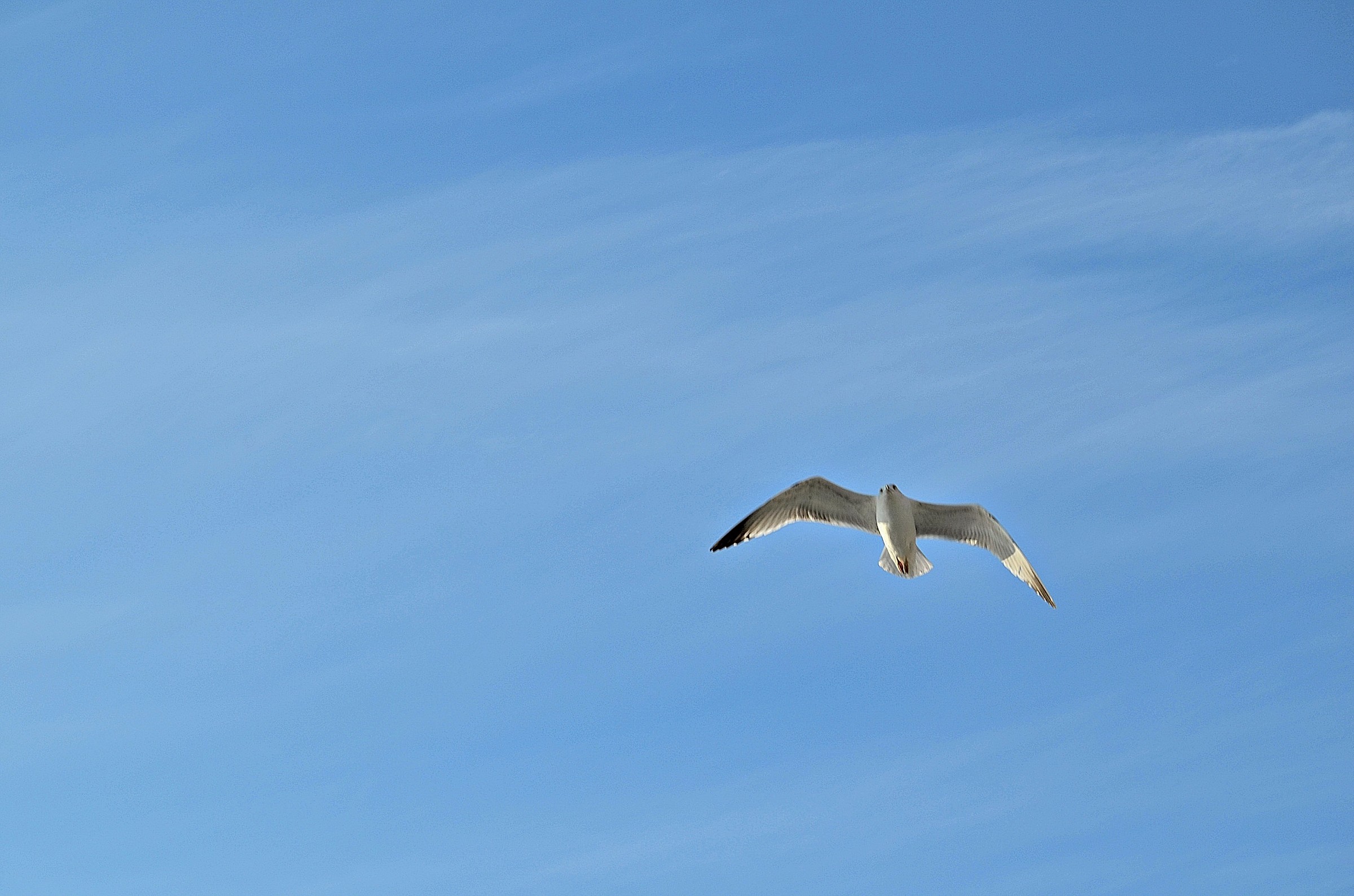 Vola in alto Jonathan Livingston!