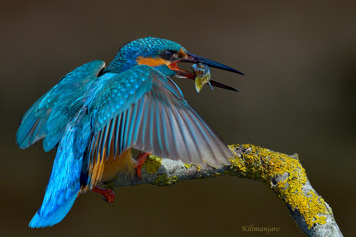 Martino alle ultime luci