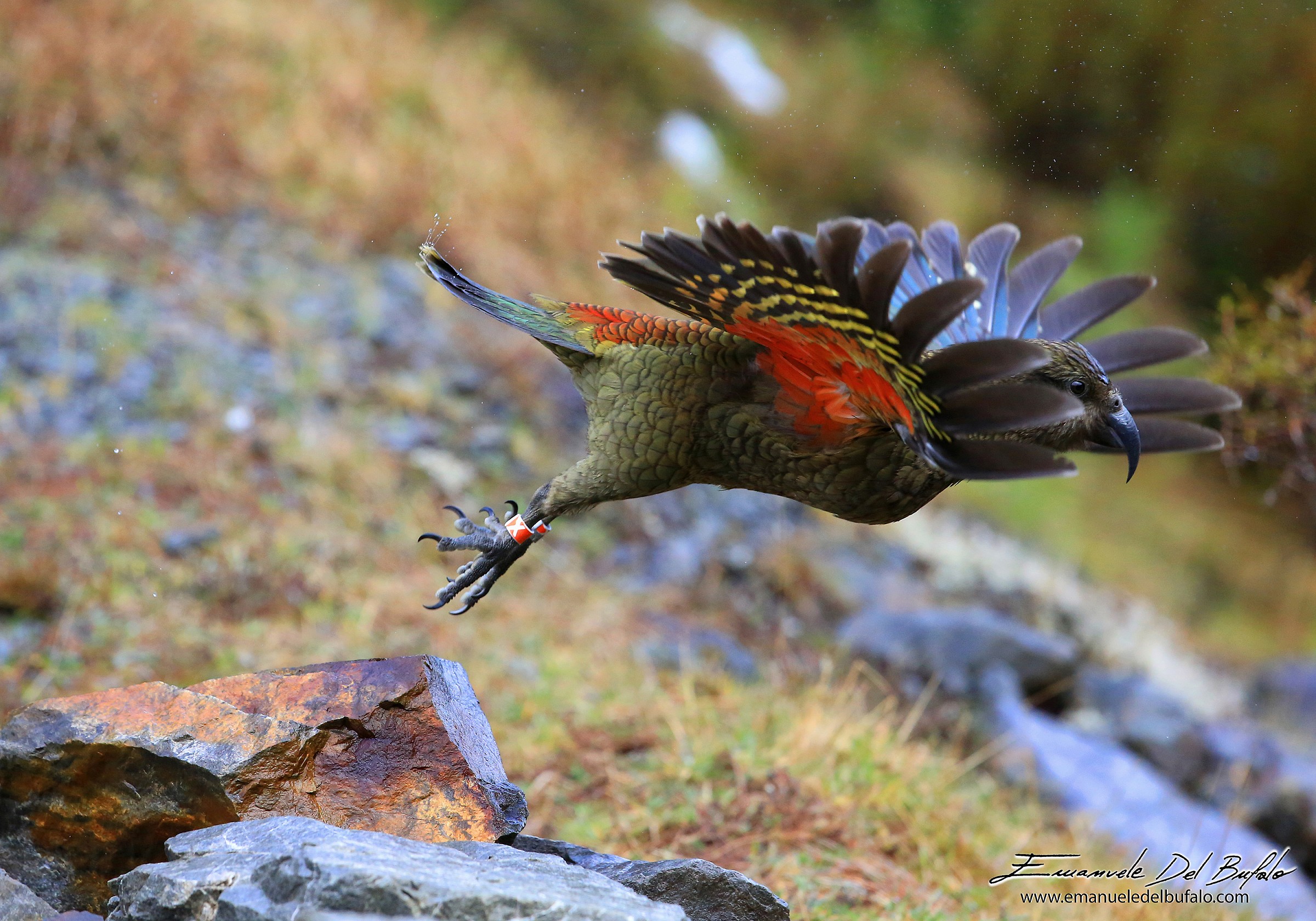 The Kea