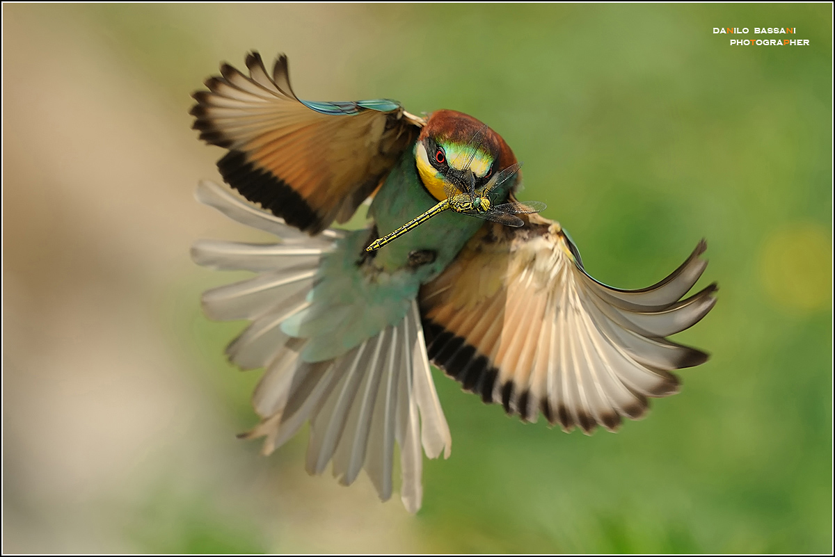 Gruccione  ...e libellula in volo