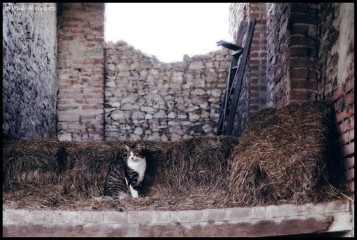 Gatto nel fienile