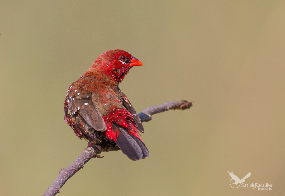 Strawberry Finch, male.