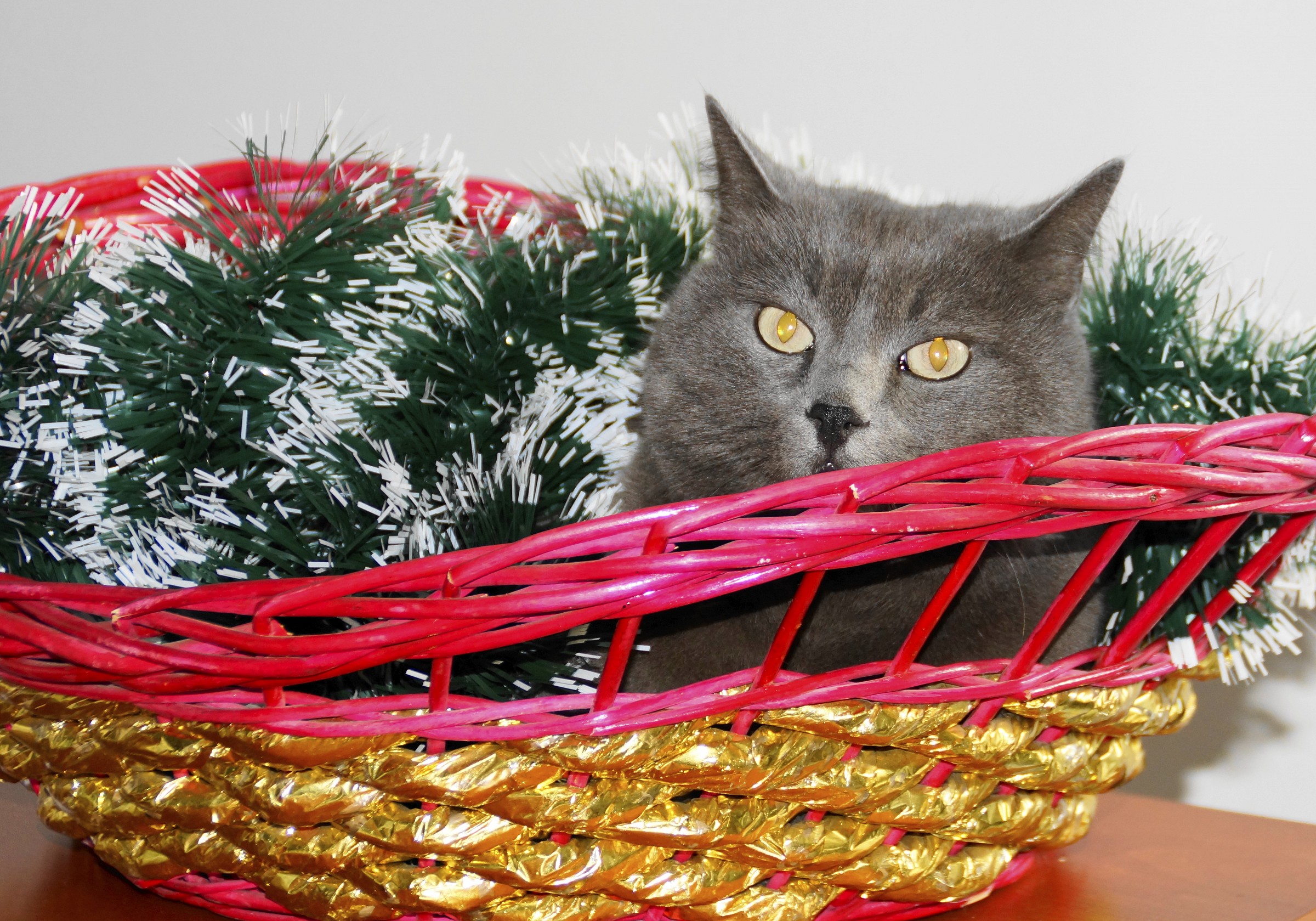 ...sono stanca,fai tu l albero?..auguri a tutti,miao!!!