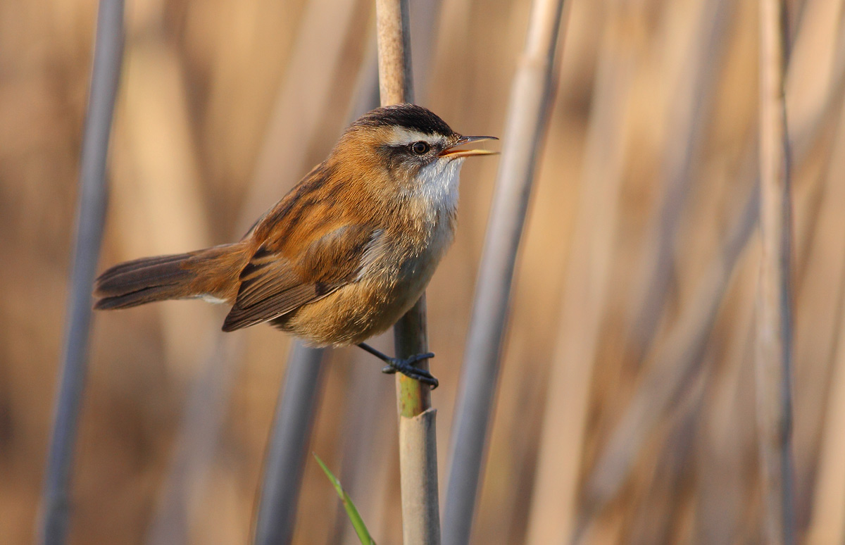 Moustached warbler