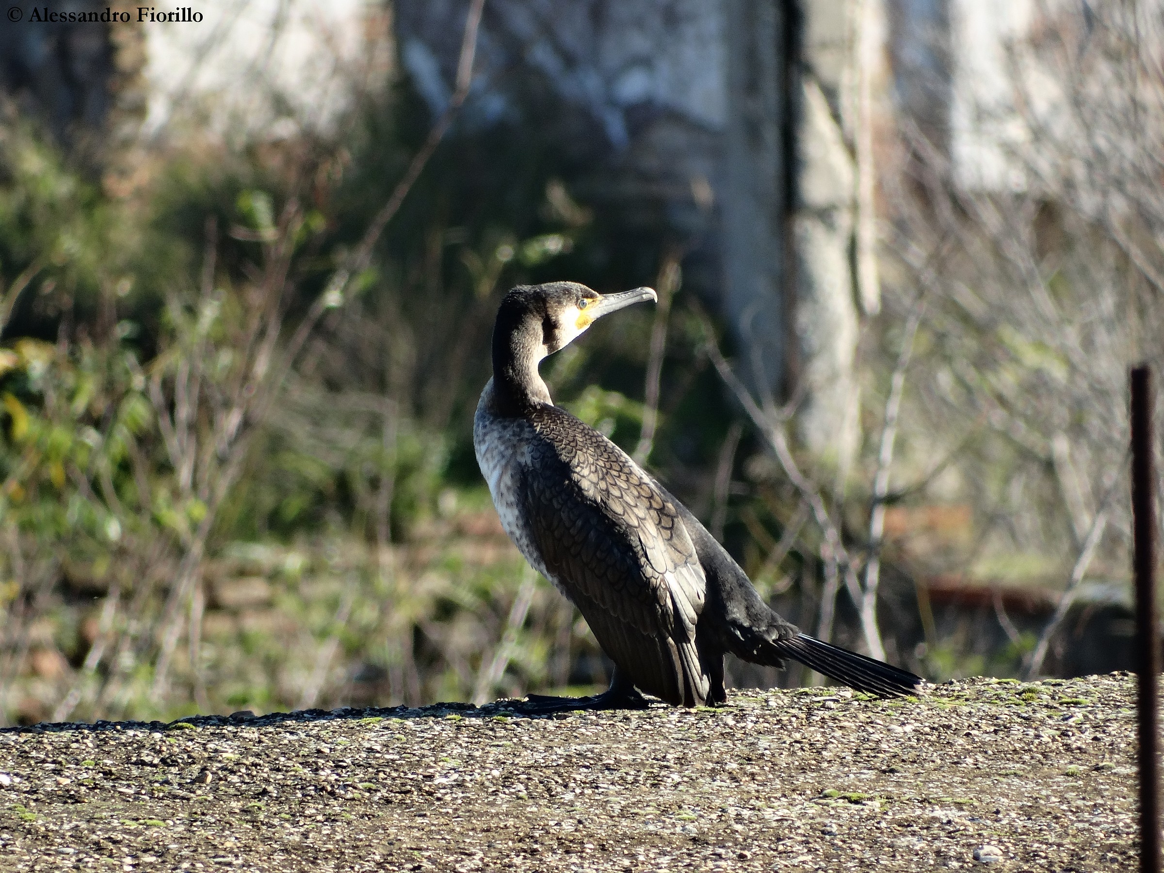 Cormorant