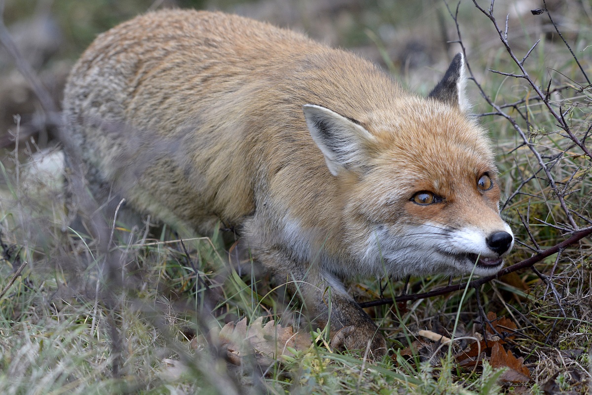 Vulpes vulpes